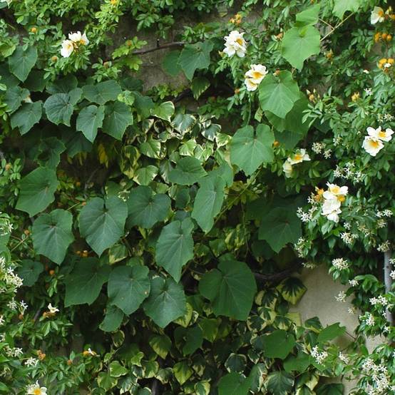 Vigne d'ornement - Vitis coignetiae Pot de 2L/3L