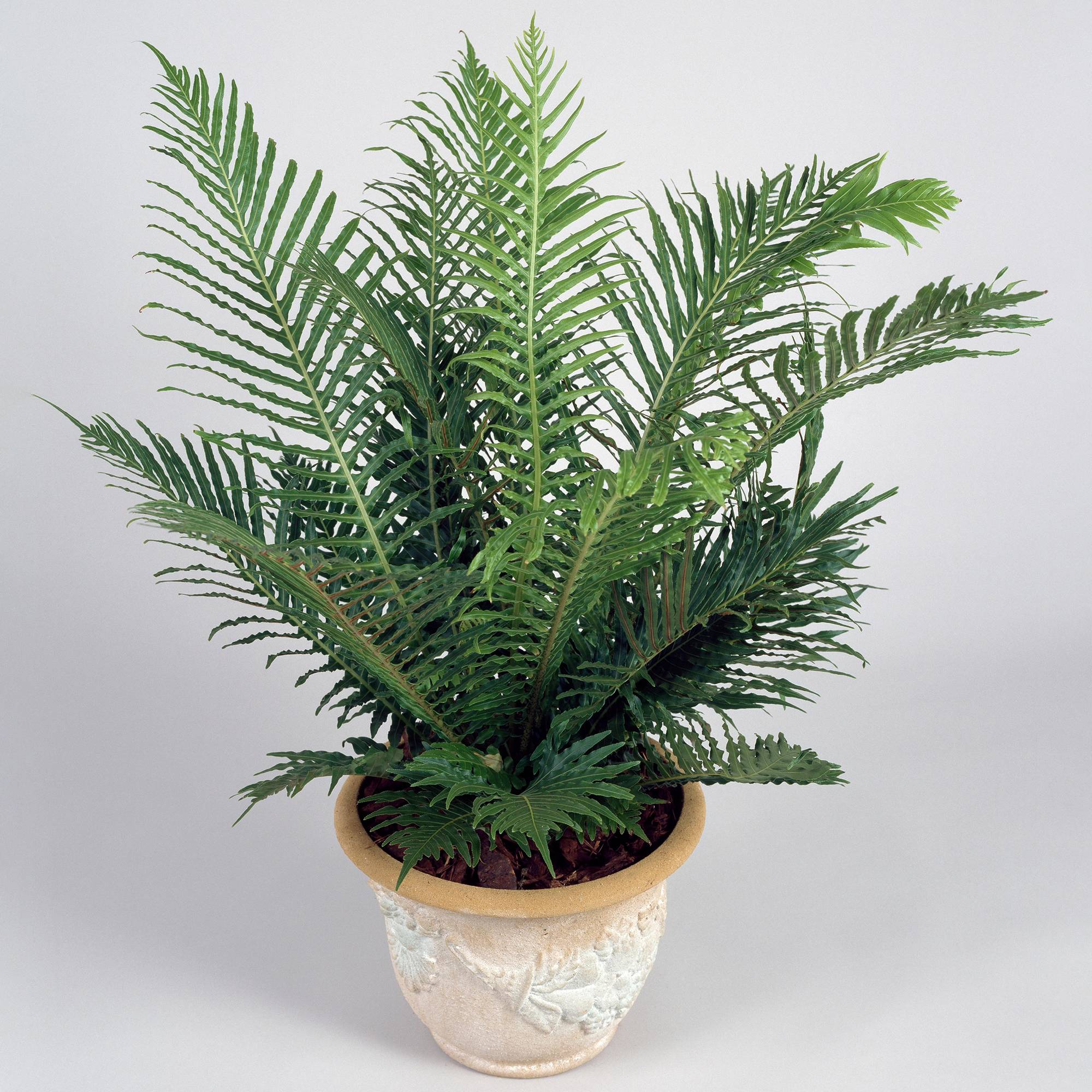 Gardenersdream - Blechnum "Silver Lady" Fougère Naine | Parfaite Pour La Maison Ou Le Bureau (De 25 À 35 Cm Pot Inclus) - GardenersDream