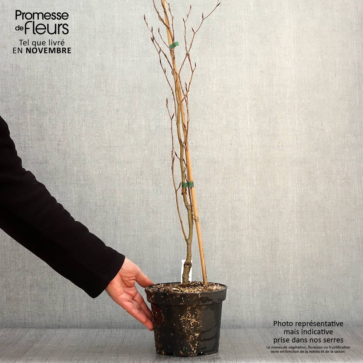 Promesse de Fleurs - Fagus sylvatica Dawyck Gold - Hêtre fastigié doré Pot de 2L/3L