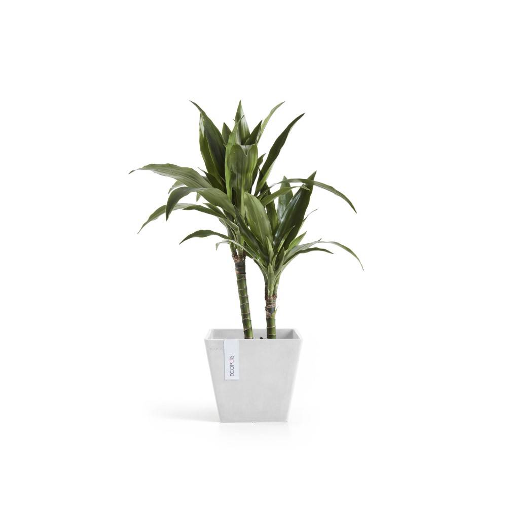 Ecopots - Pot Carré Rotterdam 20 Blanc Pur - 20 x 20 x H. 17,5 cm - 5,2 L ECOPOTS - Image 3