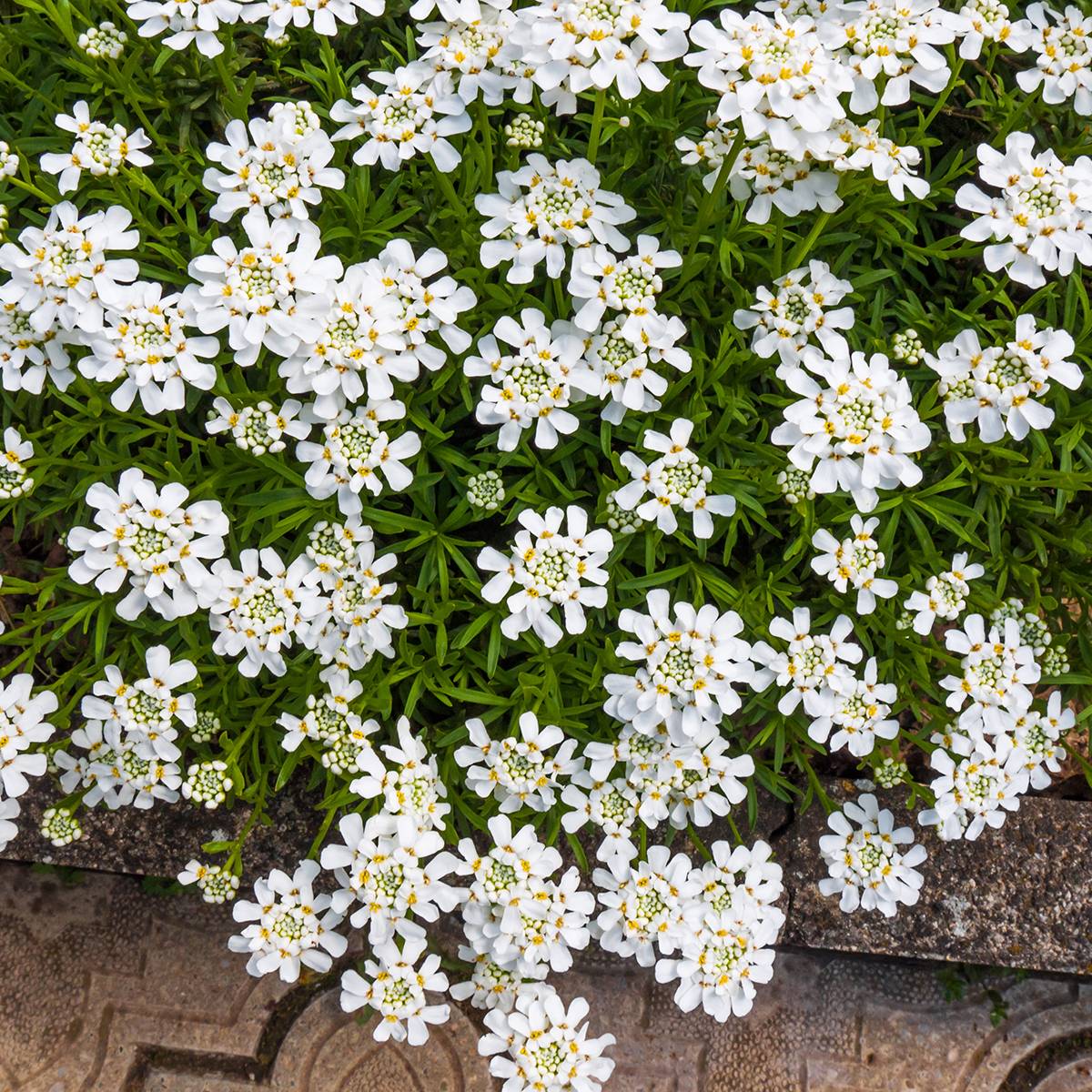 Iberis sempervirens Snowflake Godet de 8/9 cm