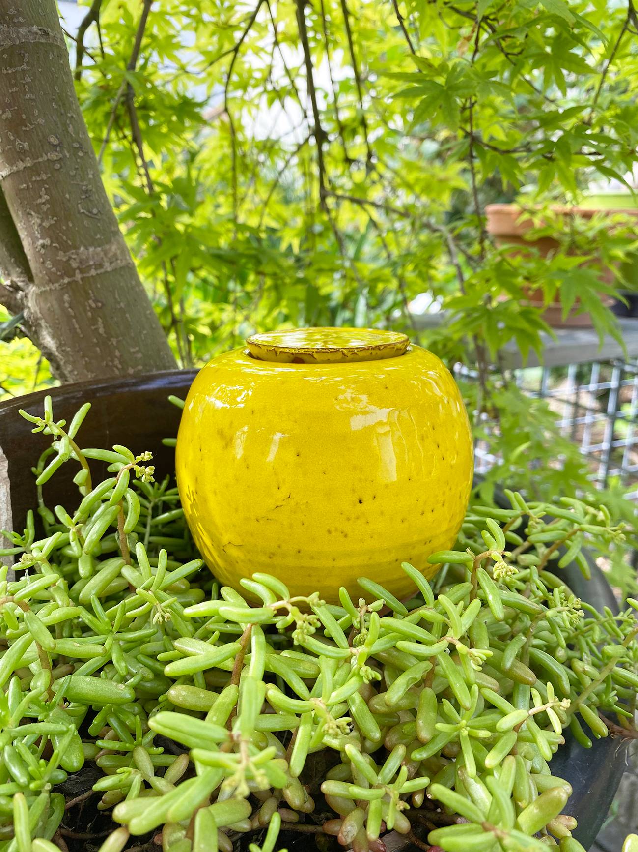 0 - Ollas Emaillés colorés jaune - Image 1