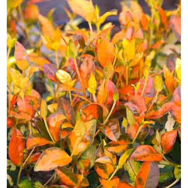 Jasmin étoilé Summer Sunset à fleurs Jaune - feuillage Persistant - Godet - 5/10 cm-  hauteur à maturité De 1,00 m à 1,50 m - Image 8