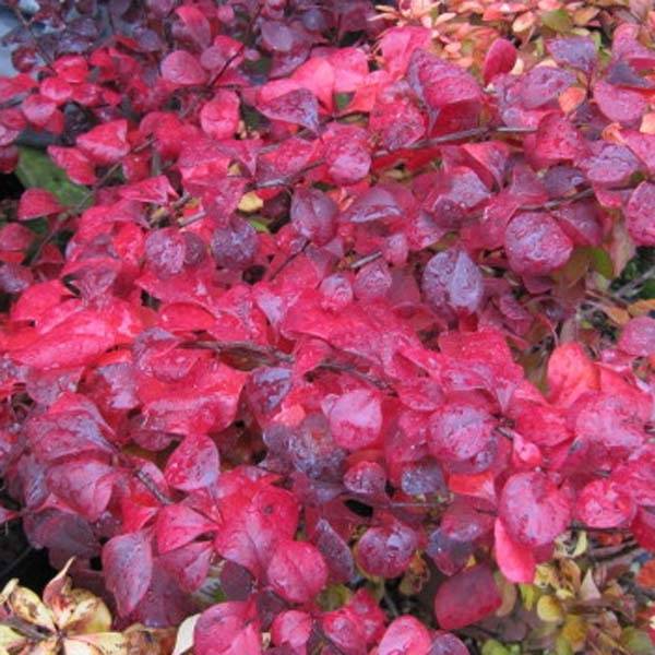 Promesse de Fleurs - Berberis thunbergii Atropurpurea - Epine-vinette Godet de 8/9 cm - Image 1
