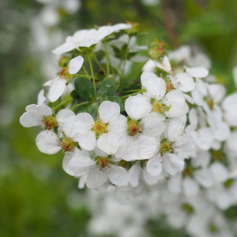 Spirée dentelée, Spiraea à fleurs Blanche - feuillage Caduc - Pot de 3L - 20/40 cm-  hauteur à maturité De 2,50 m à 3,00 m - Image 1
