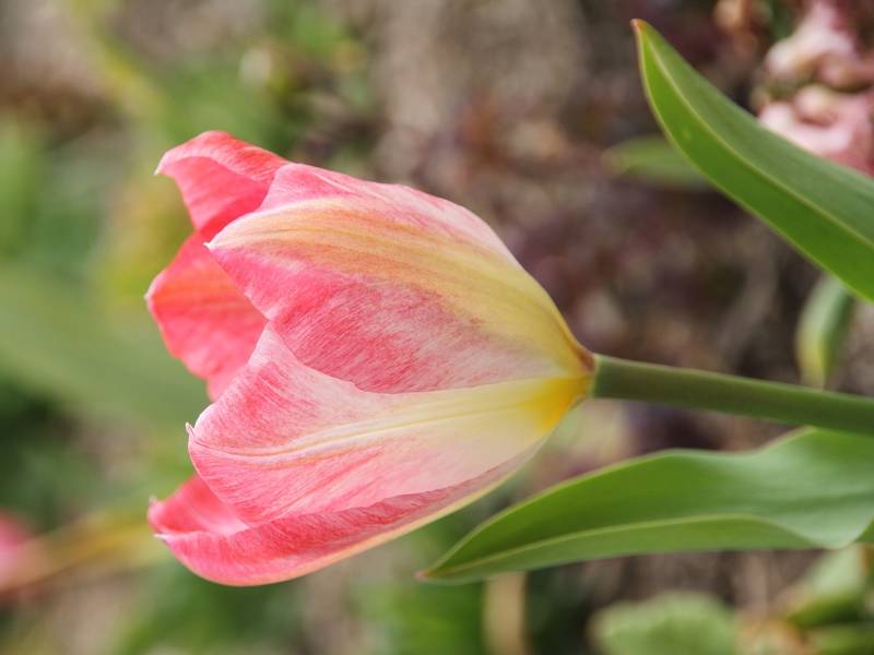 Promesse de Fleurs - Tulipe fosteriana Flaming Purissima Bulbe calibre 11+ (par 10) - Image 1