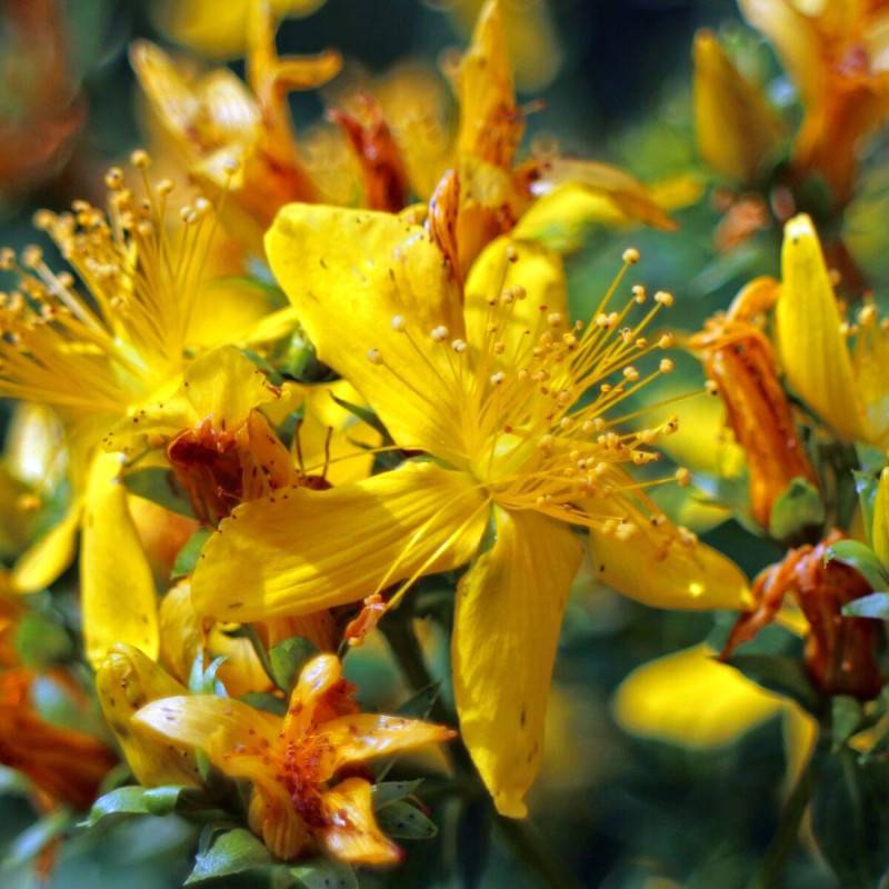 Millepertuis Hidcote, Hypericum à fleurs Jaune - feuillage Persistant - Godet - 5/20 cm-  hauteur à maturité De 0,50 m à 1,00 m - Image 1