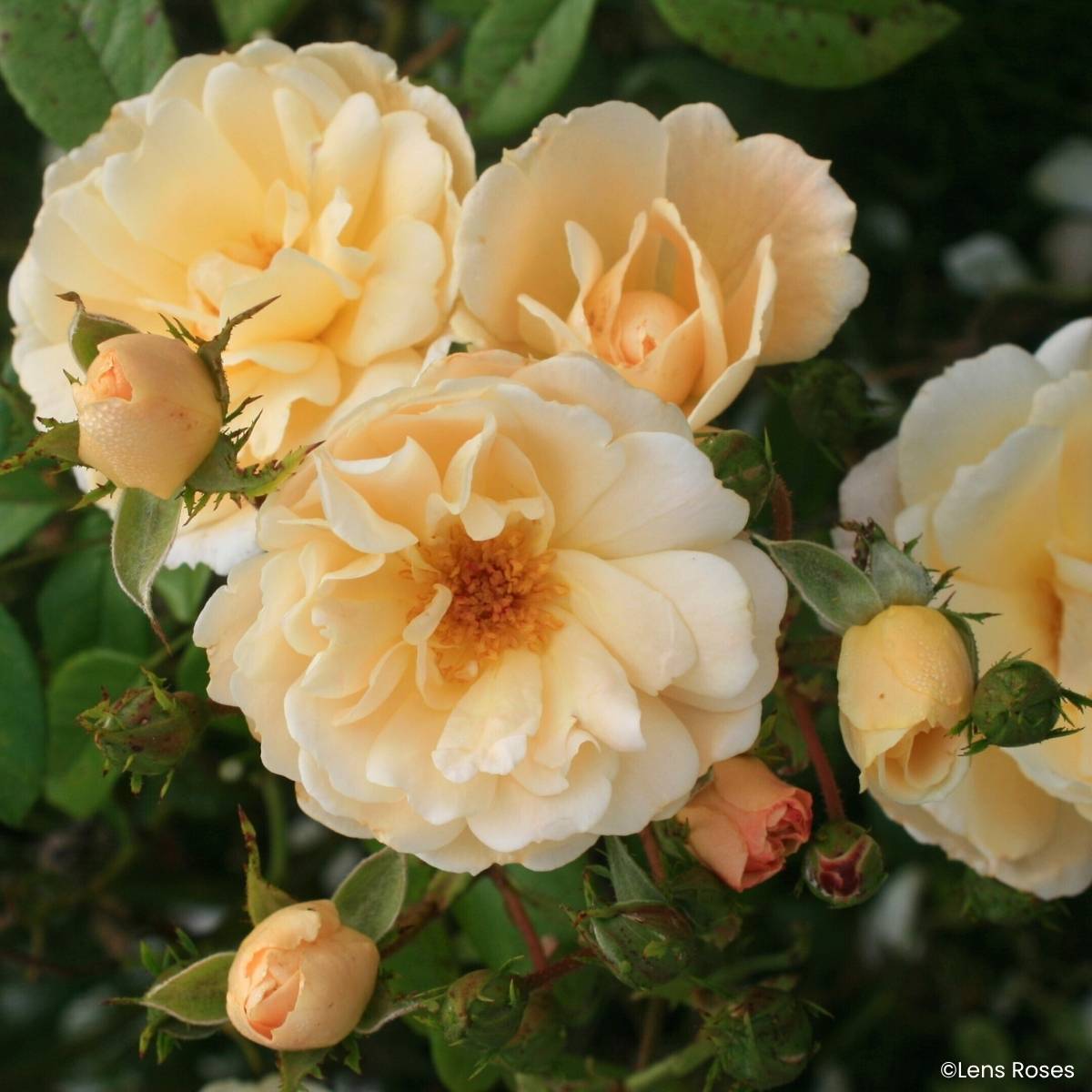 Promesse de Fleurs - Rosier arbustif Machera Pot de 4L/5L