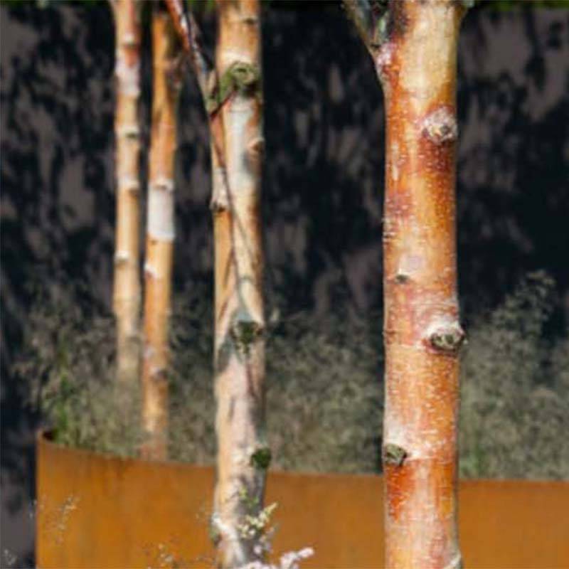Bouleau de Chine - Betula albosinensis Fascination Pot de 2L/3L