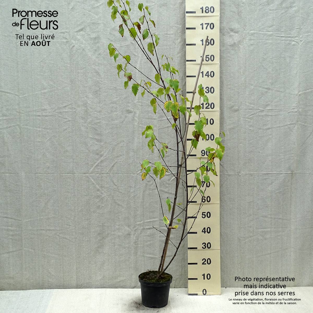 Bouleau de Chine - Betula albosinensis Fascination Pot de 2L/3L - Image 2