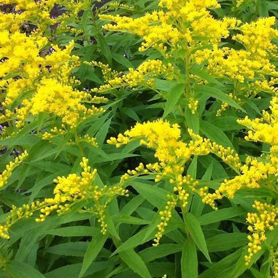 Solidago Strahlenkrone - Verge d'or Strahlenkrone Godet de 8/9 cm