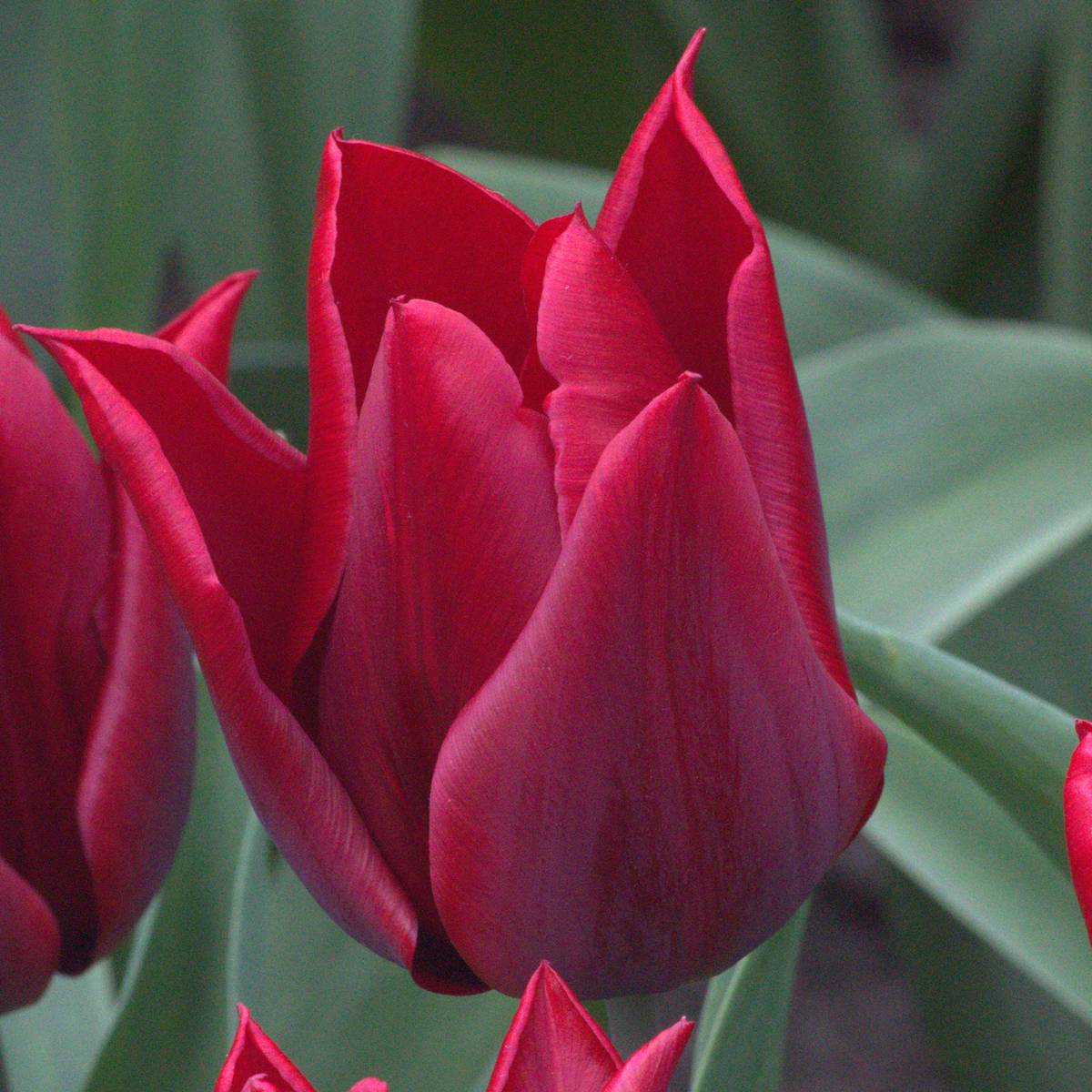 Promesse de Fleurs - Tulipe Fleur de Lis Lasting Love Bulbe calibre 11+ (par 10)