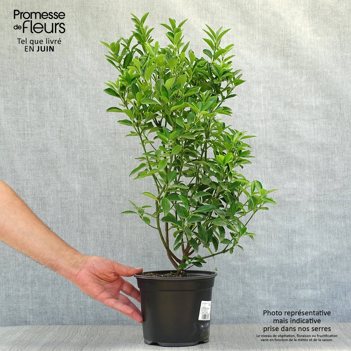 Euonymus japonicus - Fusain du Japon Pot de 2L/3L - Image 2
