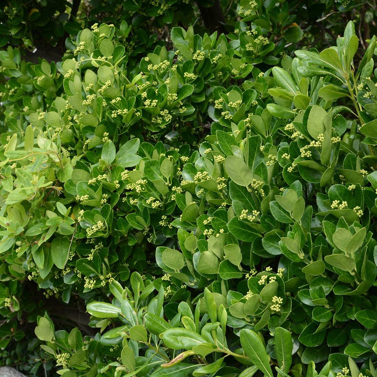 Euonymus japonicus - Fusain du Japon Pot de 2L/3L - Image 1