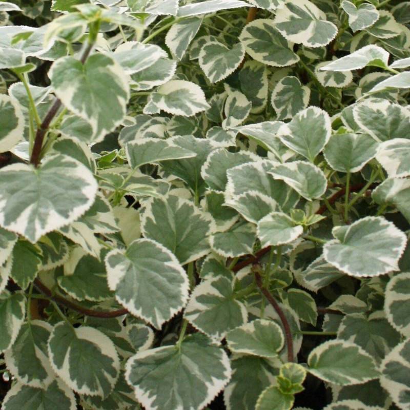 Hortensia grimpant Silver Lining® à fleurs Blanche - feuillage Caduc - Godet - 5/20 cm- hauteur à maturité De 1,50 m à 2,00 m - Image 2
