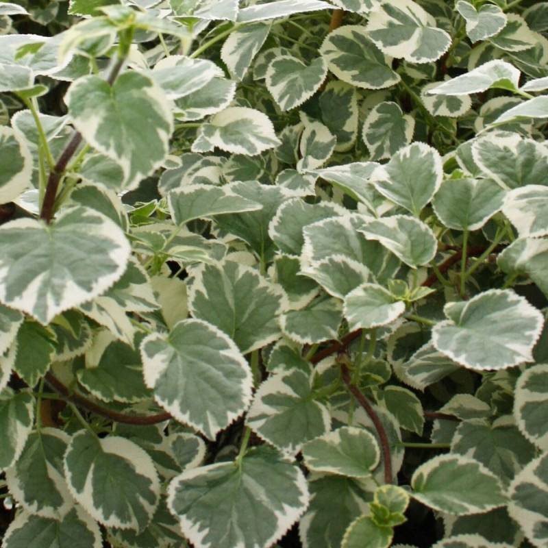 Hortensia grimpant Silver Lining® à fleurs Blanche - feuillage Caduc - Godet - 5/20 cm- hauteur à maturité De 1,50 m à 2,00 m - Image 1