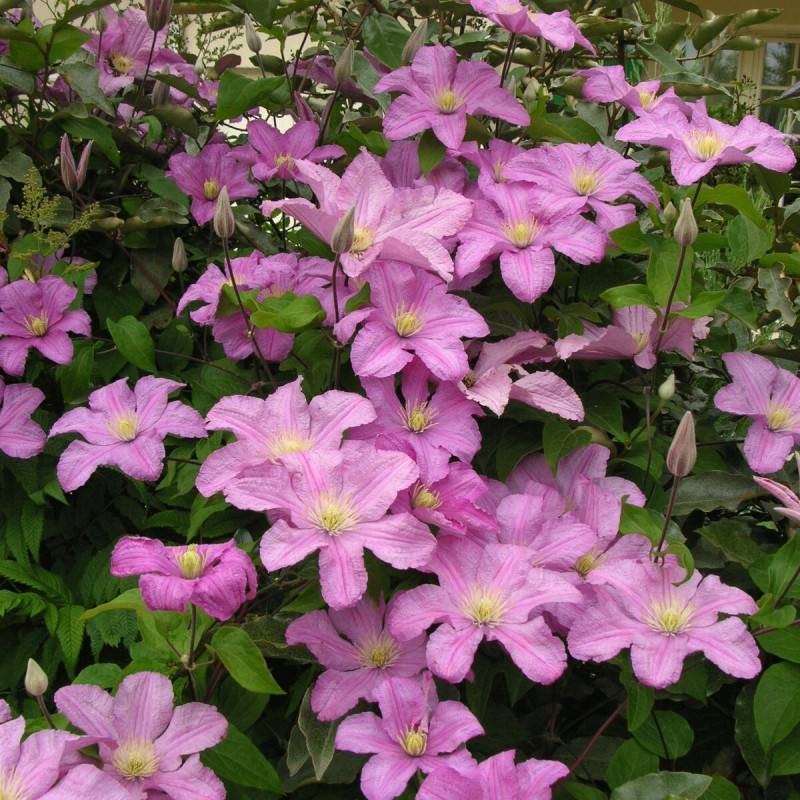 Clématite Comtesse De Bouchaud à fleurs Rose - feuillage Caduc - Pot de 3L - Echelle bambou 60/120 cm-  hauteur à maturité De 3,00 m à 5,00 m - Image 1