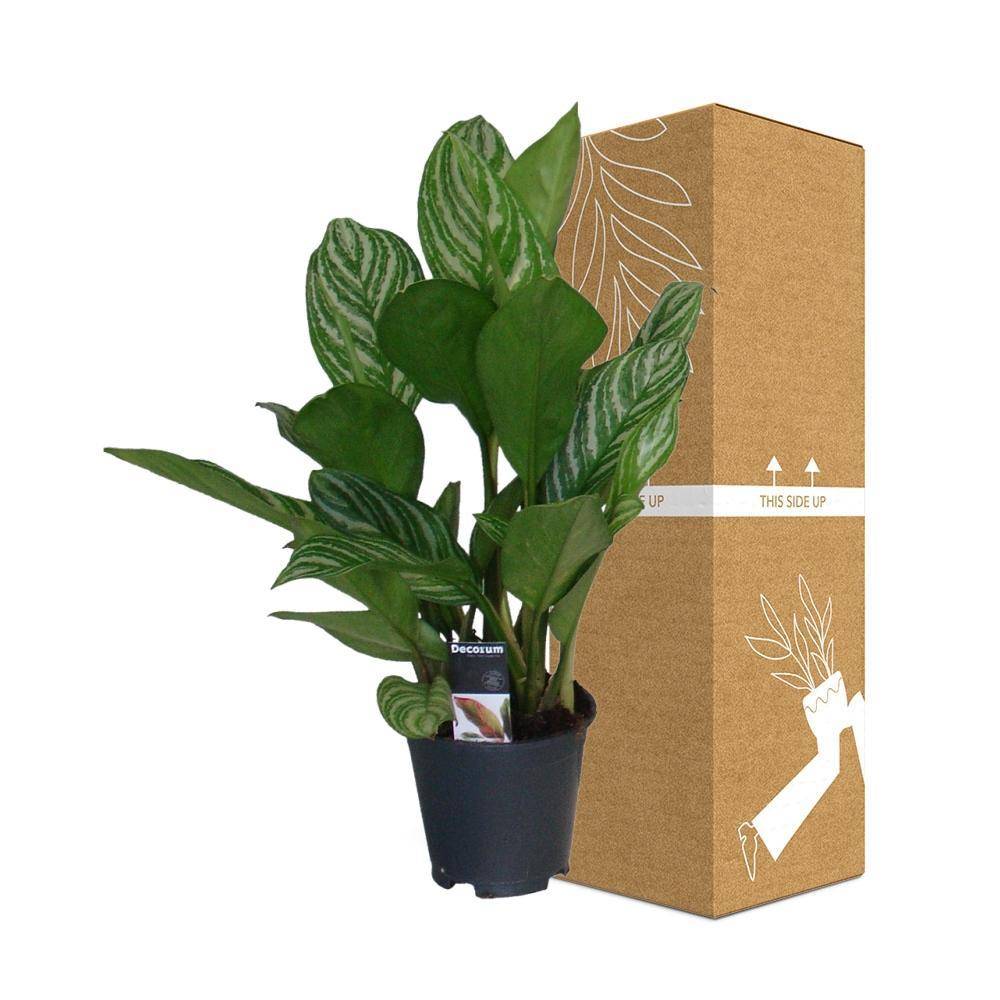 Aglaonema Stripes 60cm - Plante d'intérieur- La Green Touch - Image 4