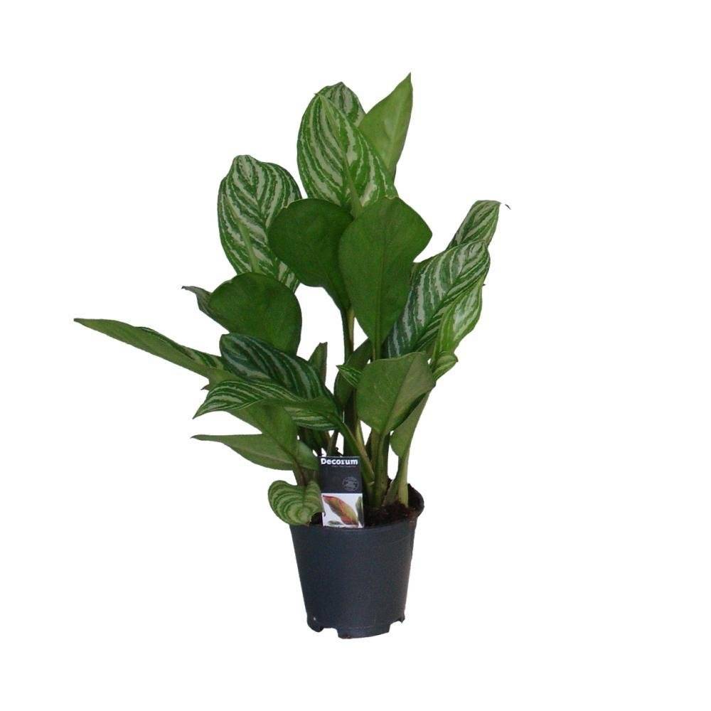 Aglaonema Stripes 60cm - Plante d'intérieur- La Green Touch - Image 2