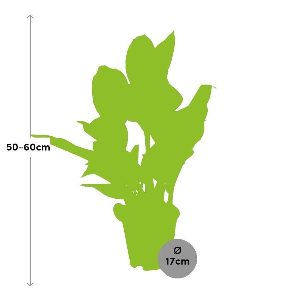 Aglaonema Stripes 60cm - Plante d'intérieur- La Green Touch - Image 3
