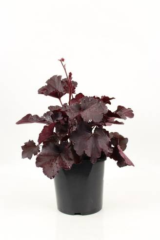 Heuchera collection pot 2 l