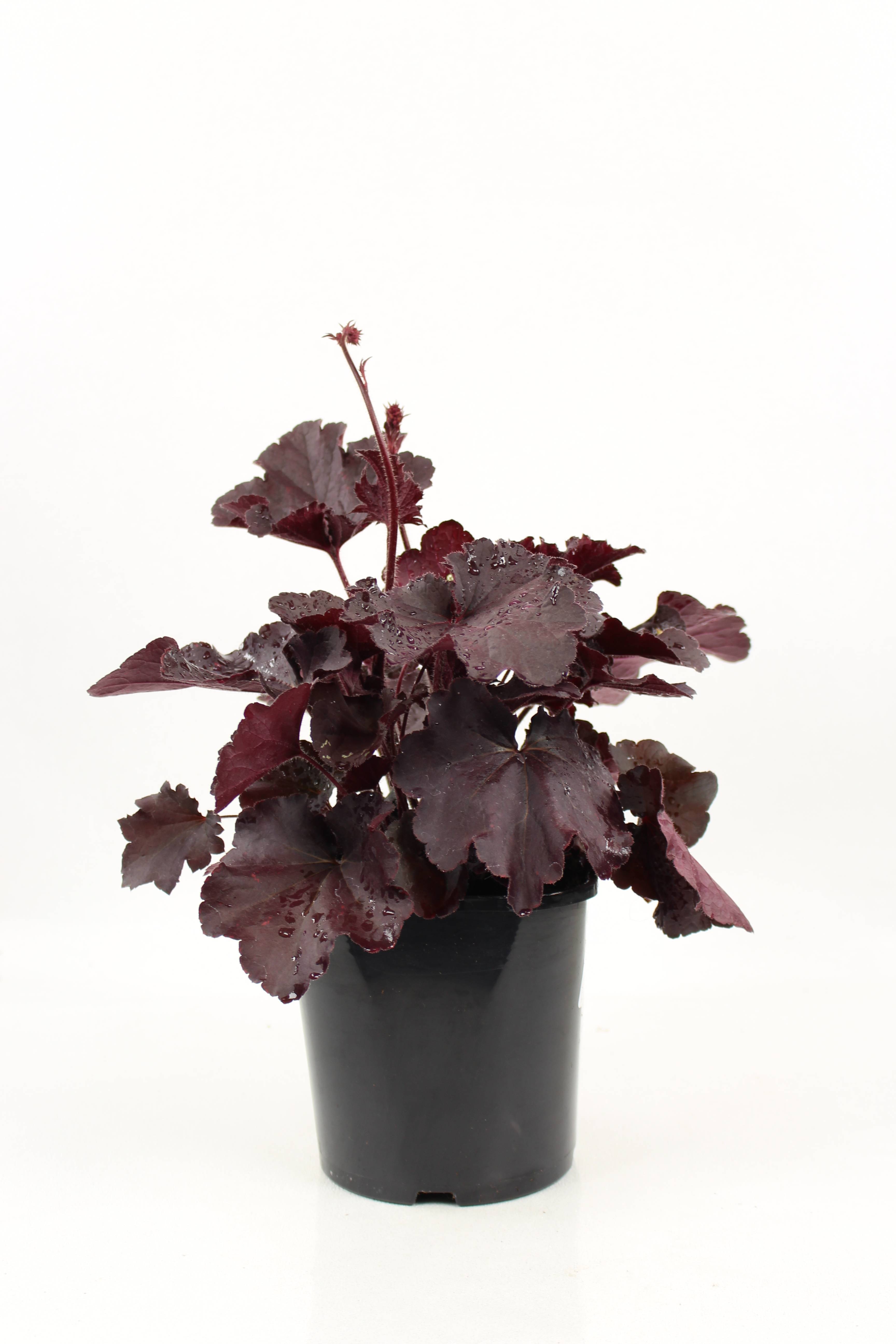 Heuchera collection  pot 2 l - Image 1