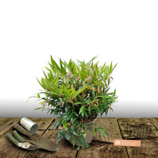 Leucothoe White Wather®, Fleur de perle à fleurs Blanche/ - feuillage Persistant - Pot de 3L - 40/60 cm - Image 4
