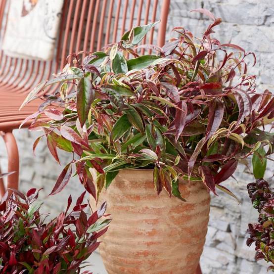 Leucothoe White Wather®, Fleur de perle à fleurs Blanche/ - feuillage Persistant - Pot de 3L - 40/60 cm - Image 1