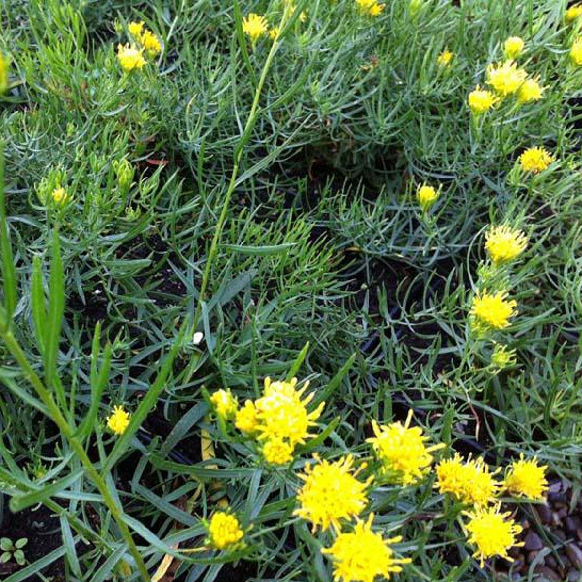 Promesse de Fleurs - Aster linosyris - Aster d'automne Godet de 8/9 cm