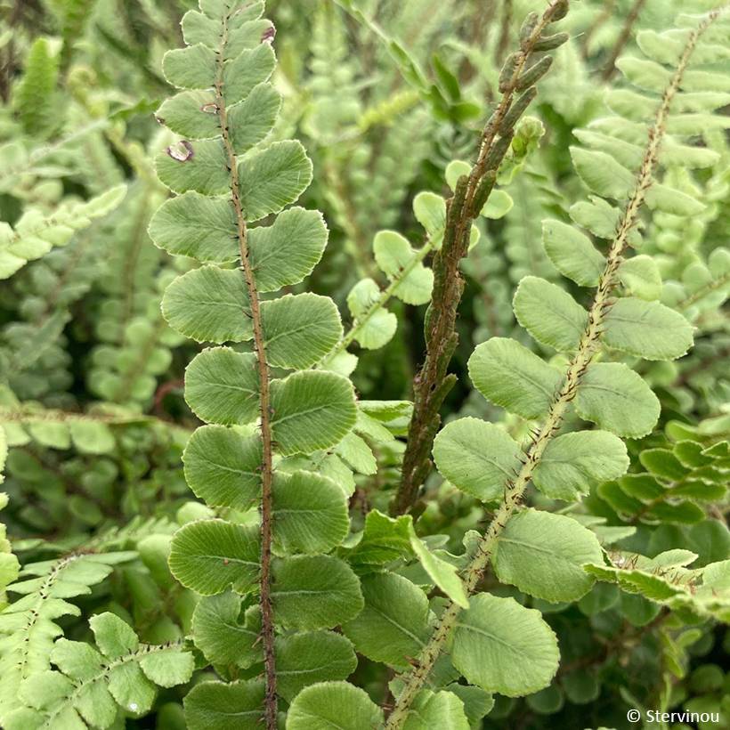 Blechnum fluviatile Pot de 3L/4L