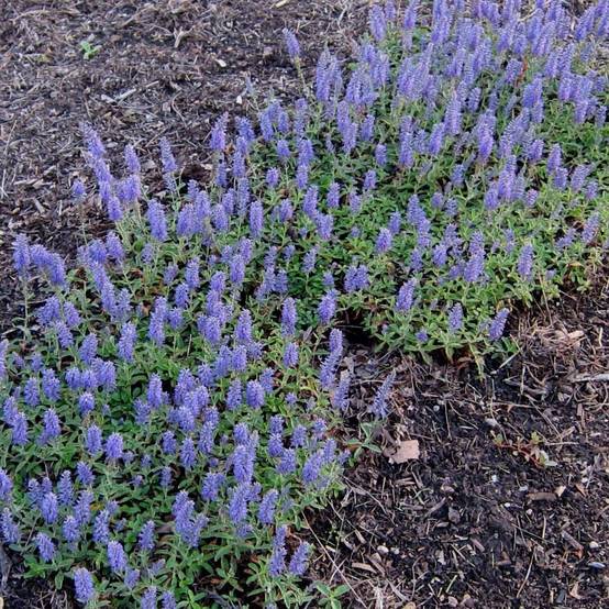 Veronica spicata Nana Blue - Véronique en épis Pot de 2L/3L