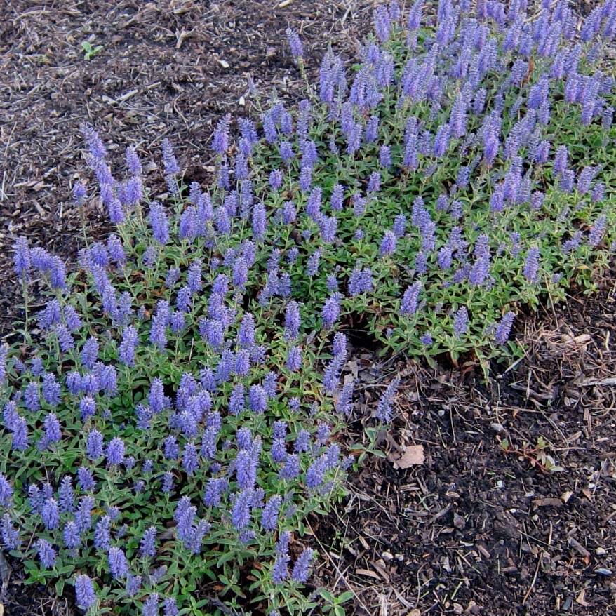 Veronica spicata Nana Blue - Véronique en épis Pot de 2L/3L