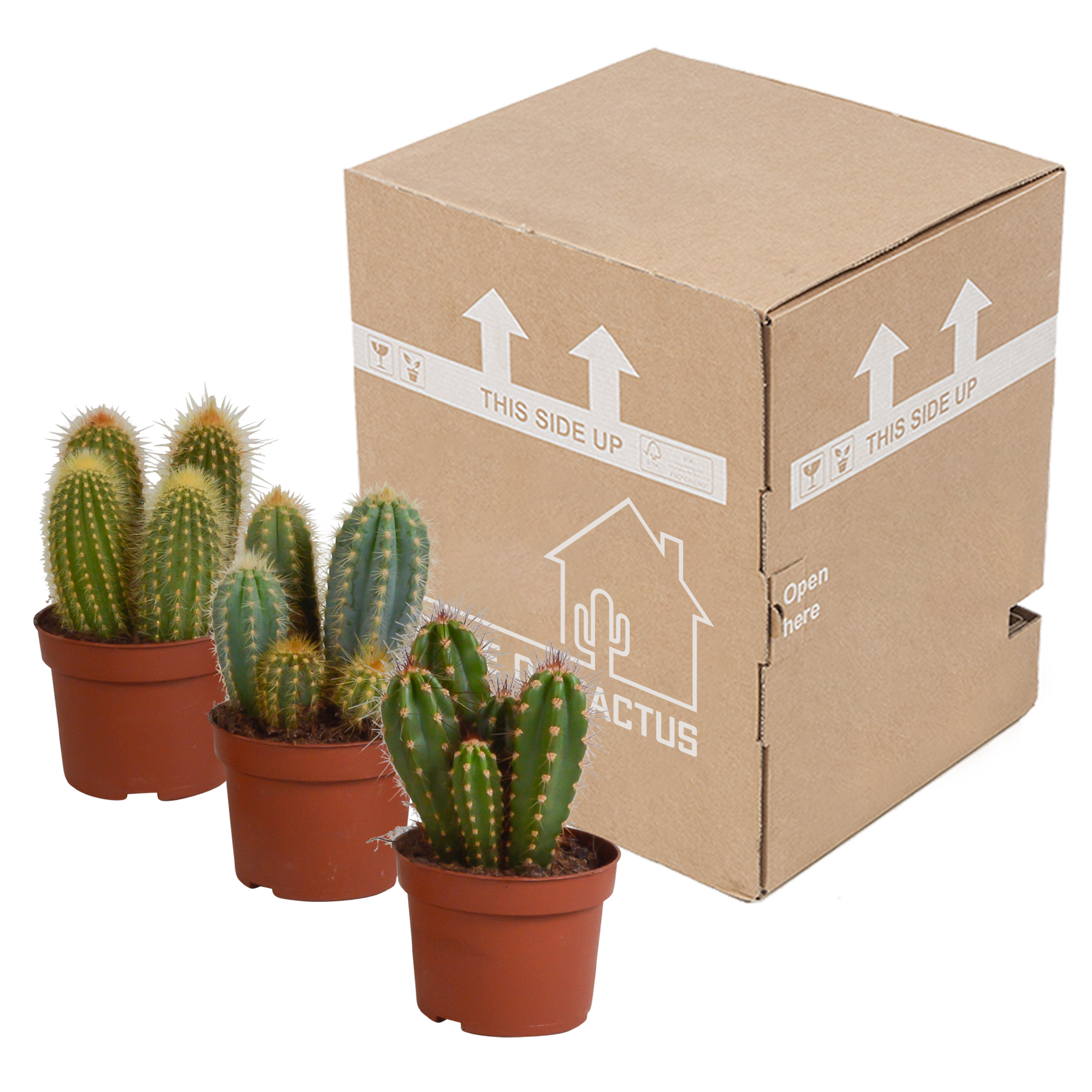 3x Mélange de cactus Cereus - sans pot - Ø10,5cm - ↕23cm - Plantes d’intérieur - Image 3