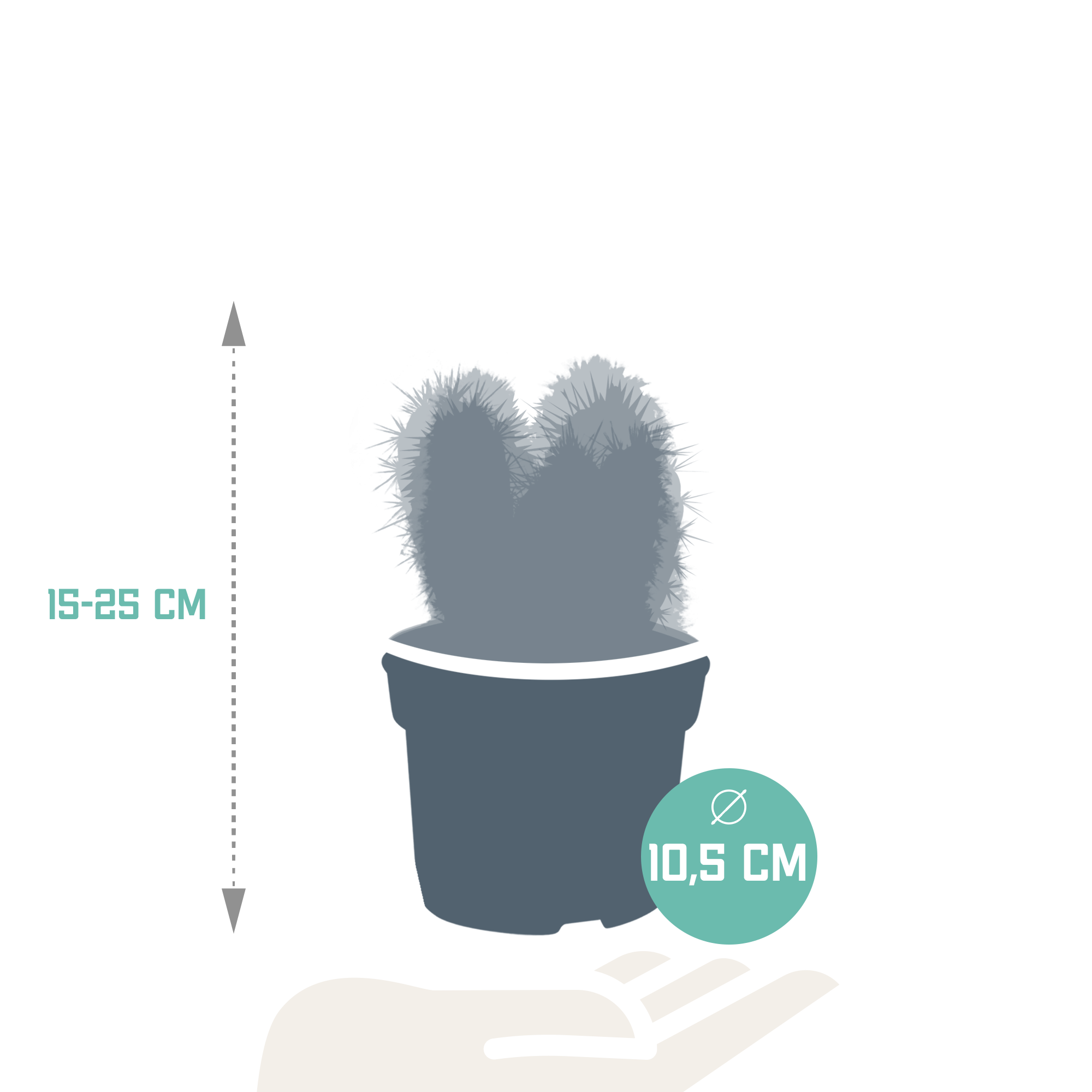 3x Mélange de cactus Cereus - sans pot - Ø10,5cm - ↕23cm - Plantes d’intérieur - Image 2