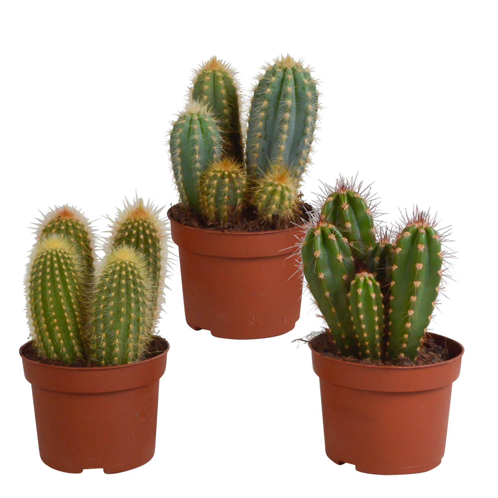 3x Mélange de cactus Cereus - sans pot - Ø10,5cm - ↕23cm - Plantes d’intérieur - Image 1