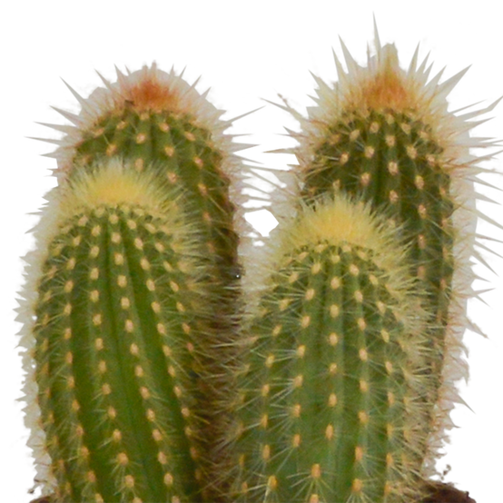3x Mélange de cactus Cereus - sans pot - Ø10,5cm - ↕23cm - Plantes d’intérieur - Image 4