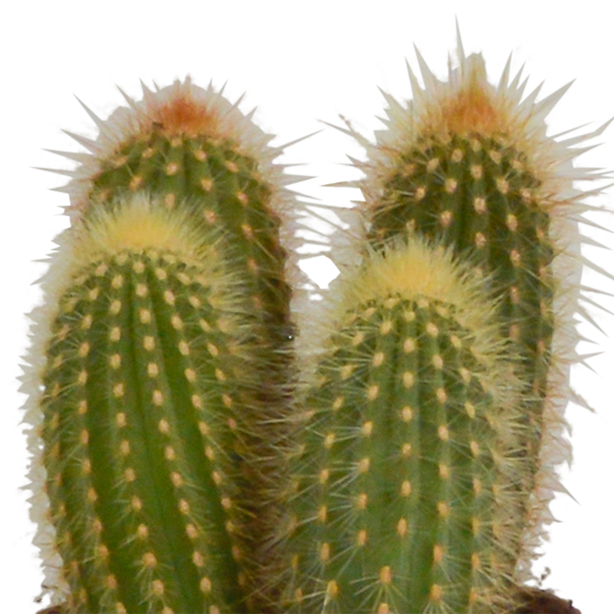 3x Mélange de cactus Cereus - sans pot - Ø10,5cm - ↕23cm - Plantes d’intérieur - Image 4