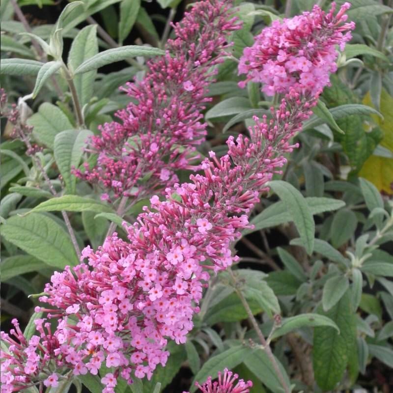 Arbre aux papillons rose Pink Delight, Buddleia à fleurs Rose - feuillage Caduc - Pot de 4L - 40/60 cm- hauteur à maturité De 1,50 m à 2,00 m - Image 1