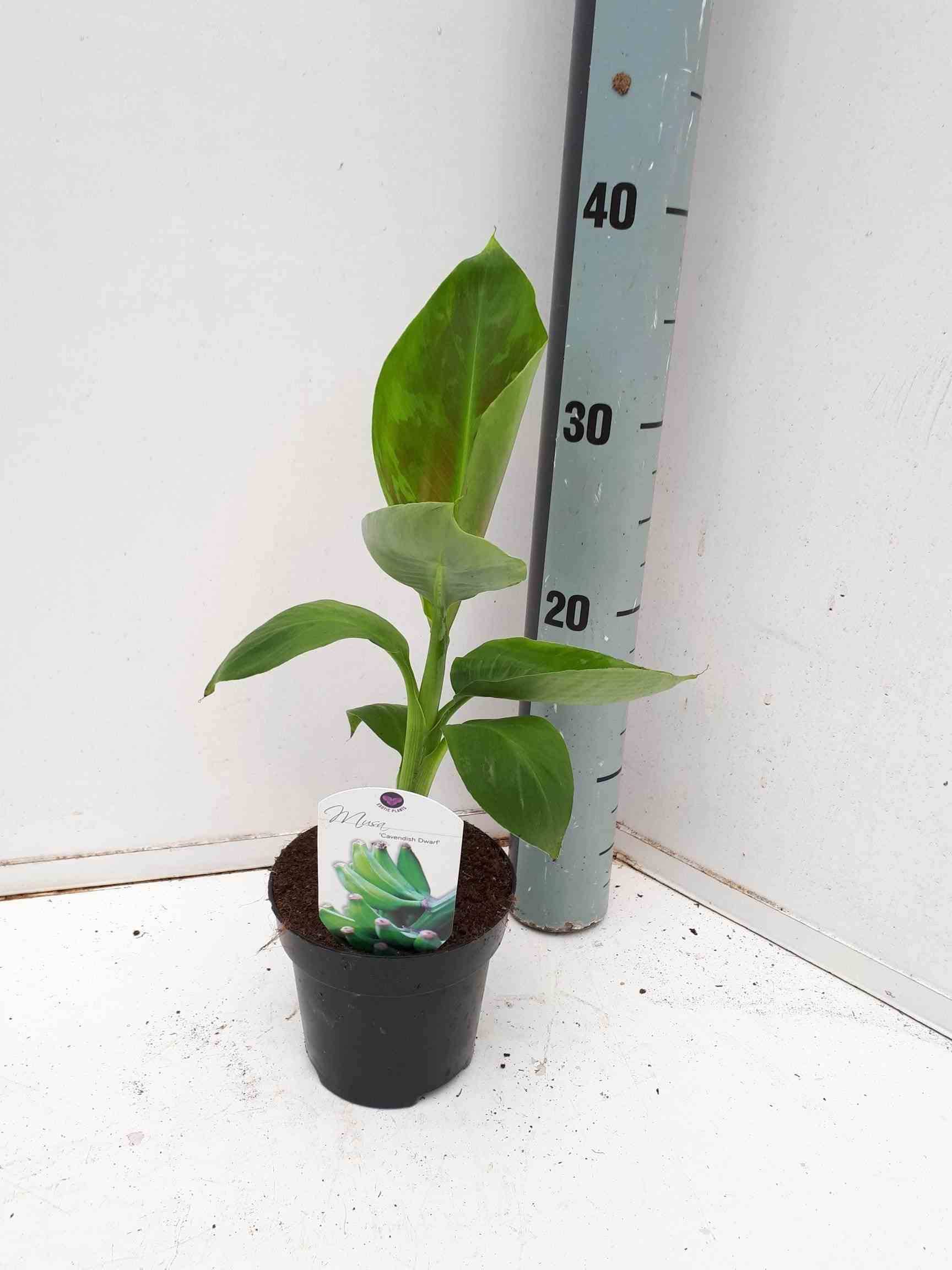 0 - Bananier Musa acuminata cv. super darf Cavendish Pot de 40 litres - 100/120 cm - Image 1