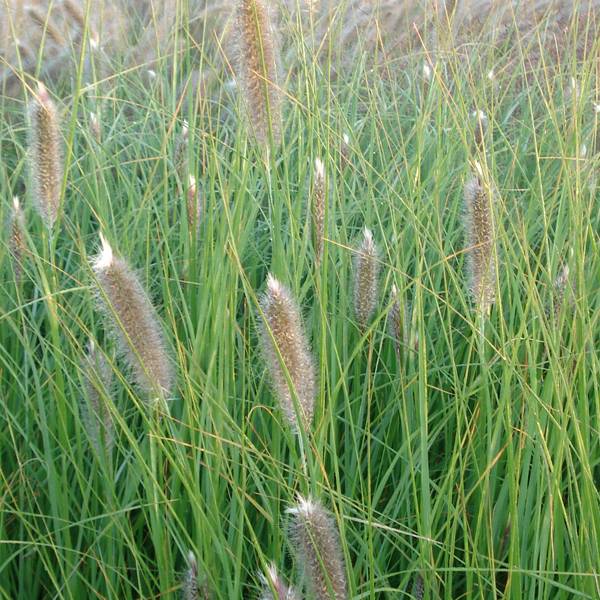 Pennisetum alopecuroïdes Japonicum - Herbe aux écouvillons Godet de 8/9 cm