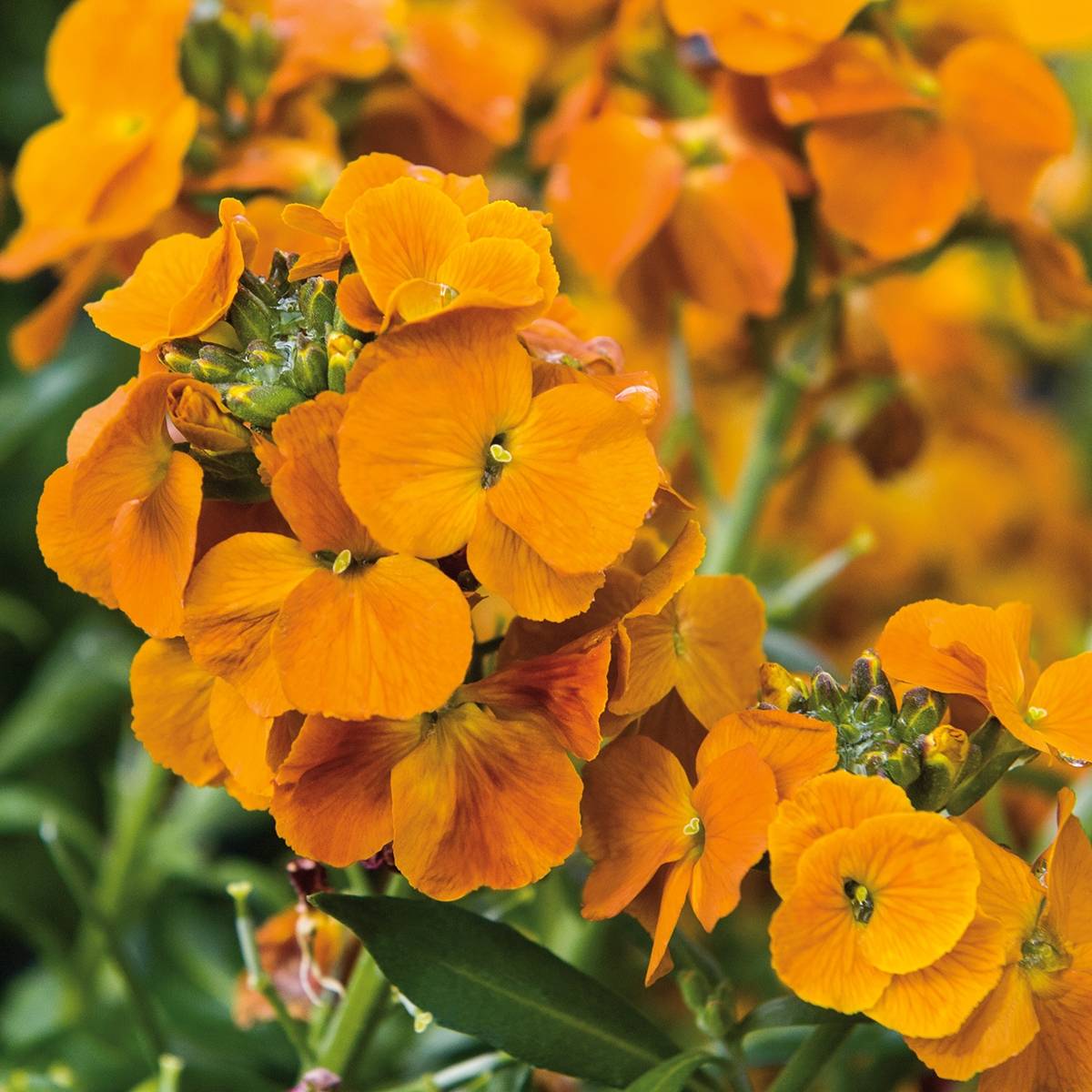 Promesse de Fleurs - Erysimum Winter Spice - Fausse-giroflée Mini-motte Ø 3/4 cm (par 3)