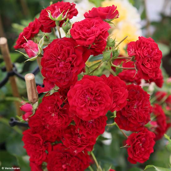 Rosier grimpant Siluetta Crimson Pot de 4L/5L