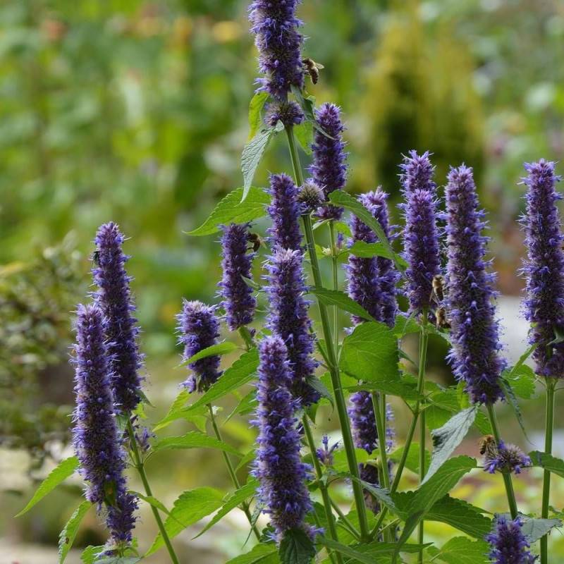 Agastache Astello Indigo à fleurs Bleue - feuillage Caduc - Godet - 5/20 cm-  hauteur à maturité De 0,15 m à 0,50 m - Image 1