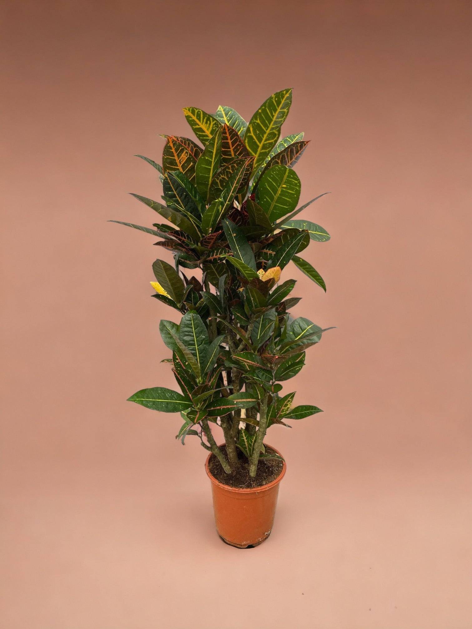 La Green Touch - Codiaeum croton Petra 100cm - Plante d'intérieur- La Green Touch - Image 2