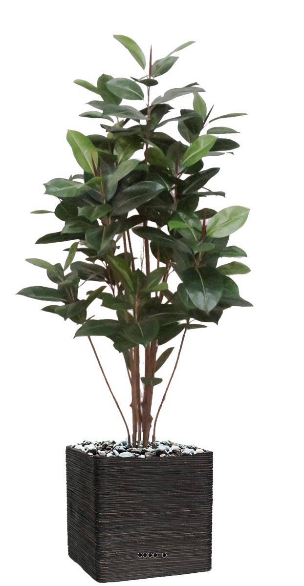 Artificielles - Ficus Robusta factice tronc PE en pot beau et rare H180cm D95cm Vert - dimhaut: H 180 cm - couleur: Vert - Image 2