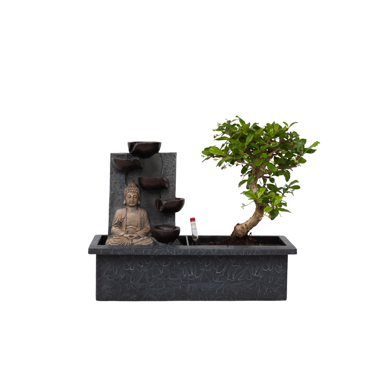 Bonsaï - Bonsai - Hauteur 25-35cm - ⌀29cm - Image 1