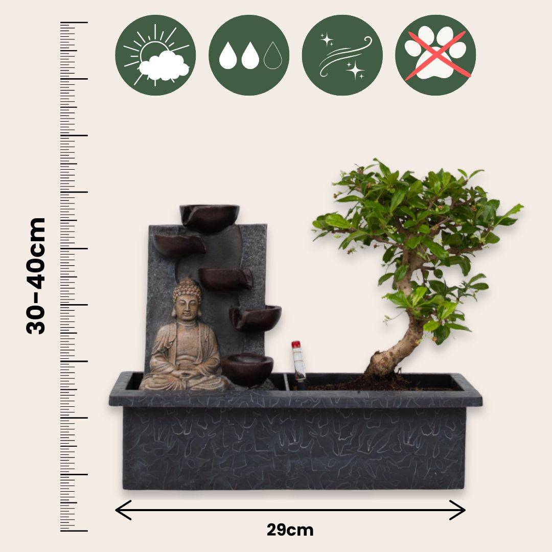 Bonsaï - Bonsai - Hauteur 25-35cm - ⌀29cm - Image 6