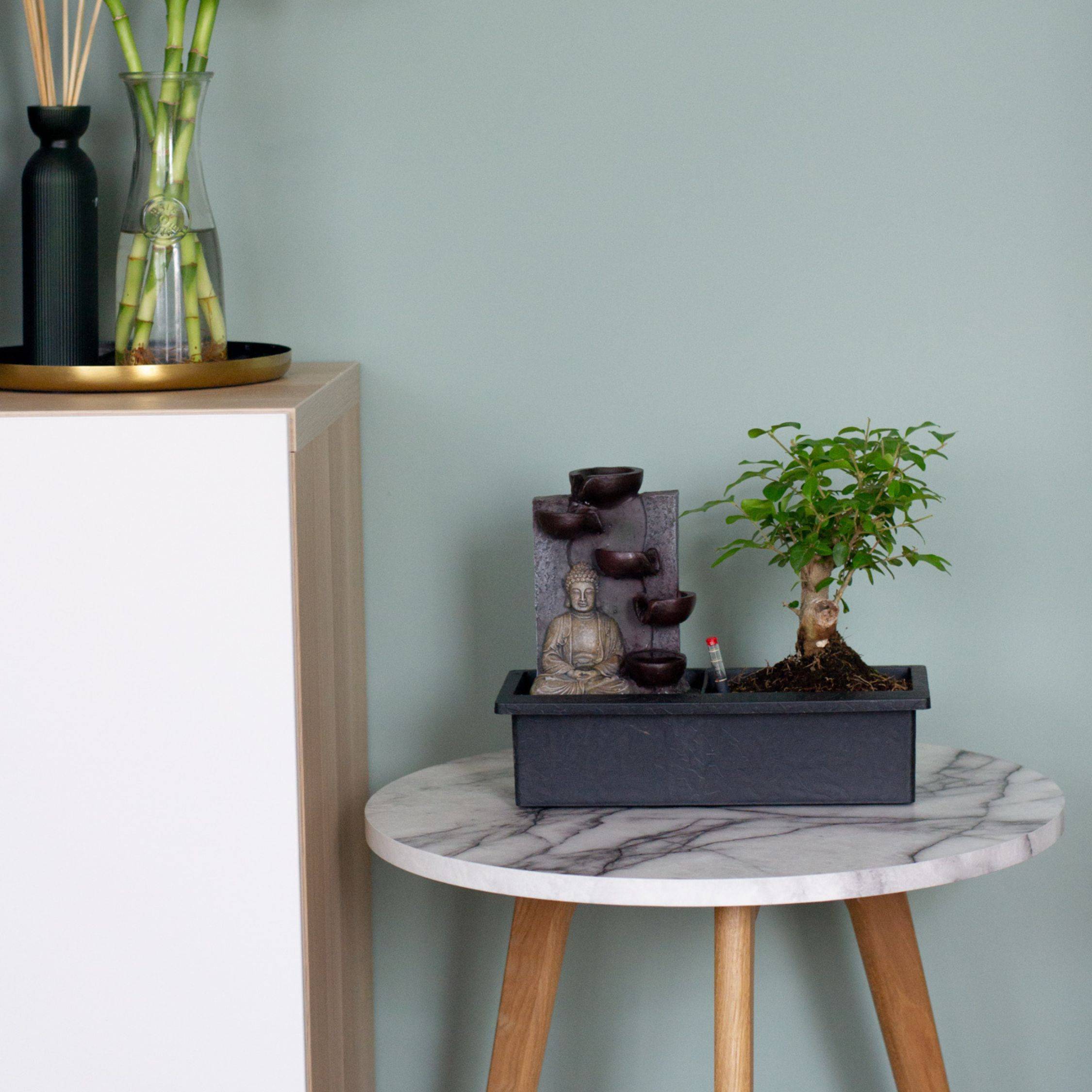 Bonsaï - Bonsai - Hauteur 25-35cm - ⌀29cm - Image 3
