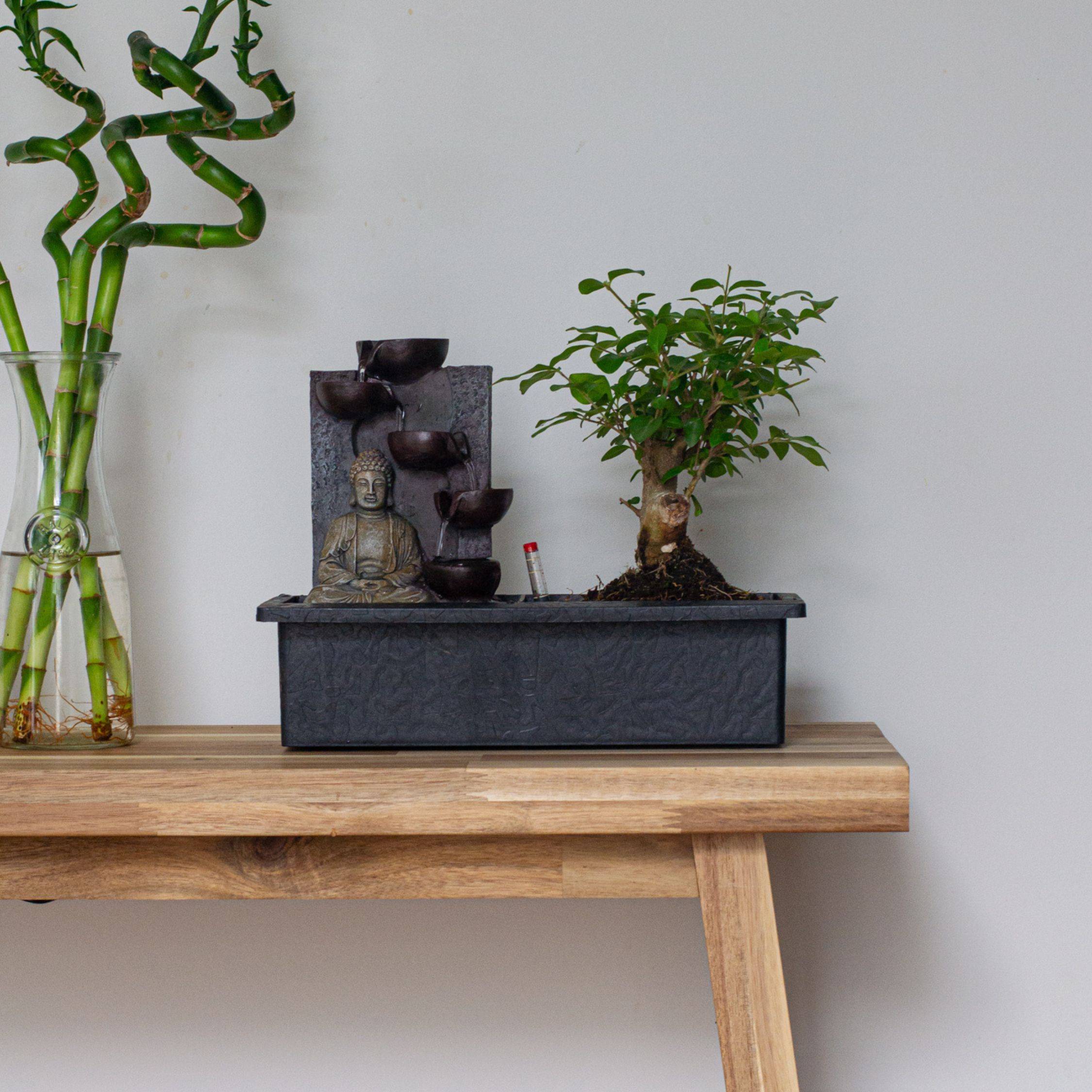 Bonsaï - Bonsai - Hauteur 25-35cm - ⌀29cm - Image 2