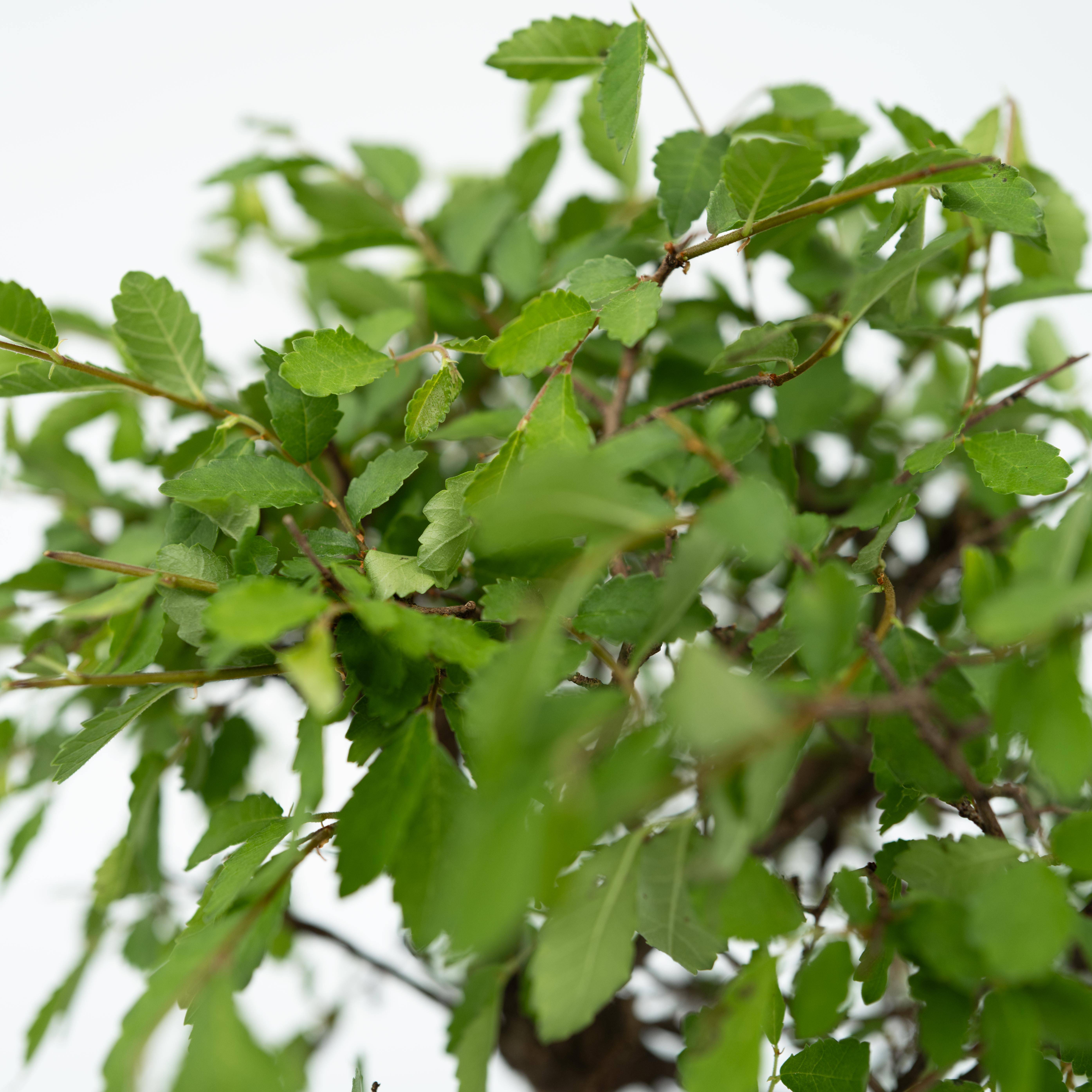Bonsaï - Bonsai - Hauteur 25-35cm - ⌀29cm - Image 4